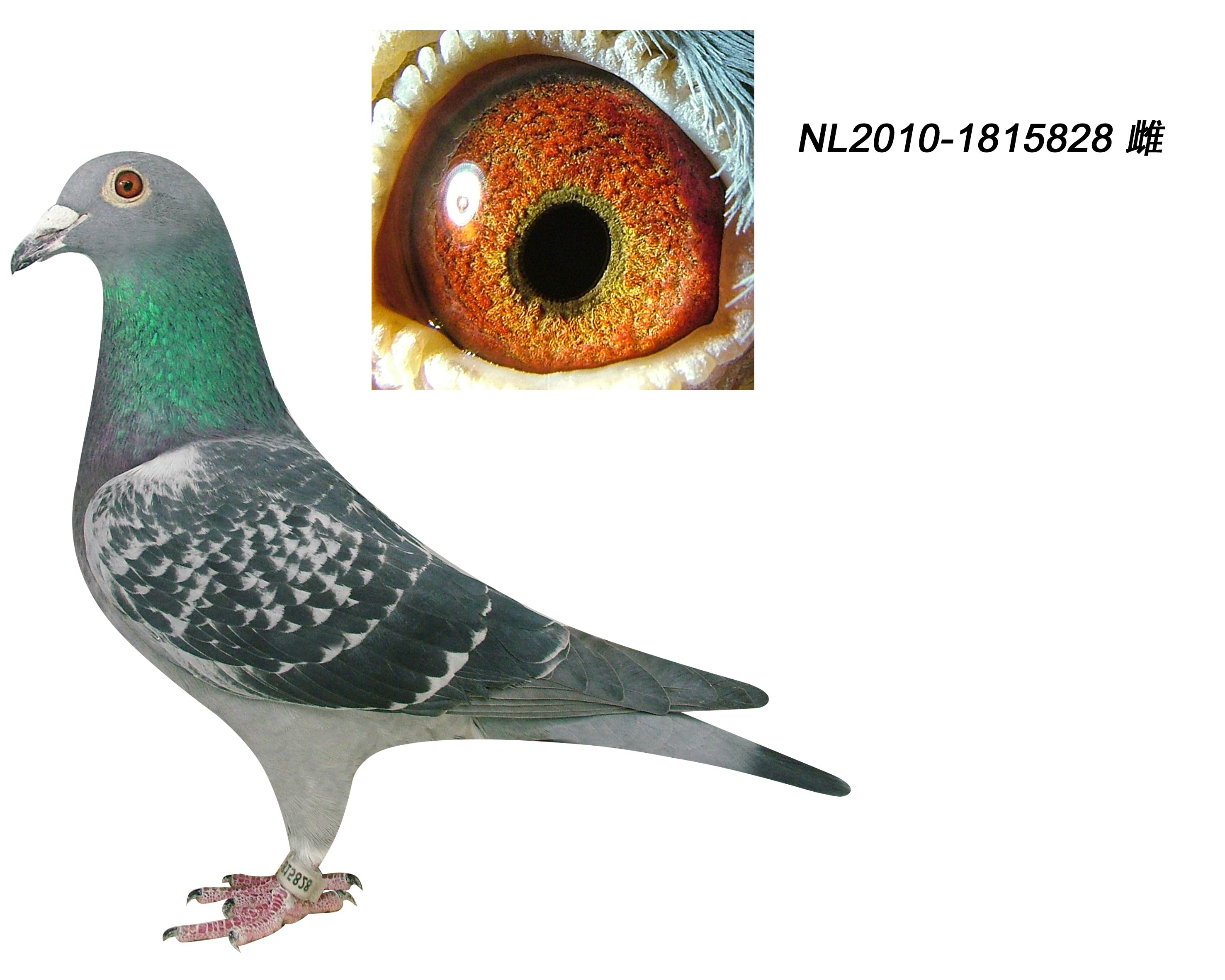 峰尚赛鸽传媒 - 中信网铭鸽展厅 www.ag188.com