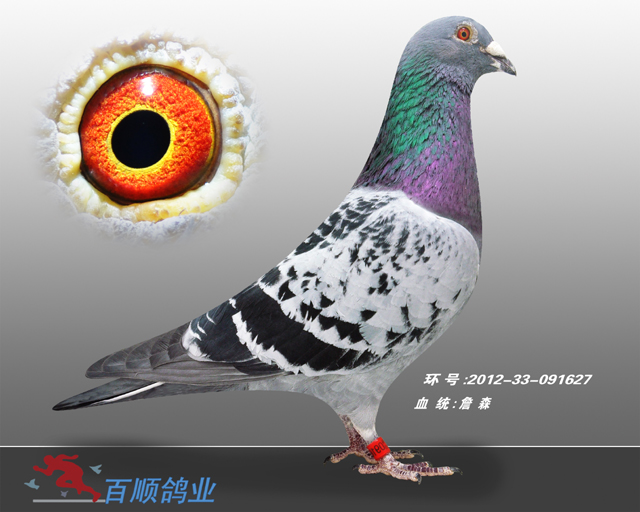 新疆百顺鸽业