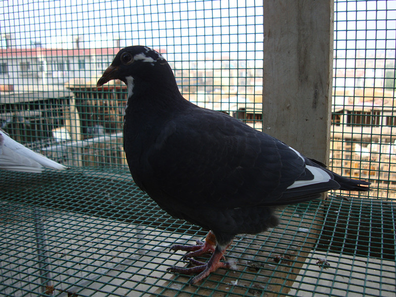 空运:按次数计算,得标1羽及多羽,每次均信鸽拍卖首页 拍卖专题 >>