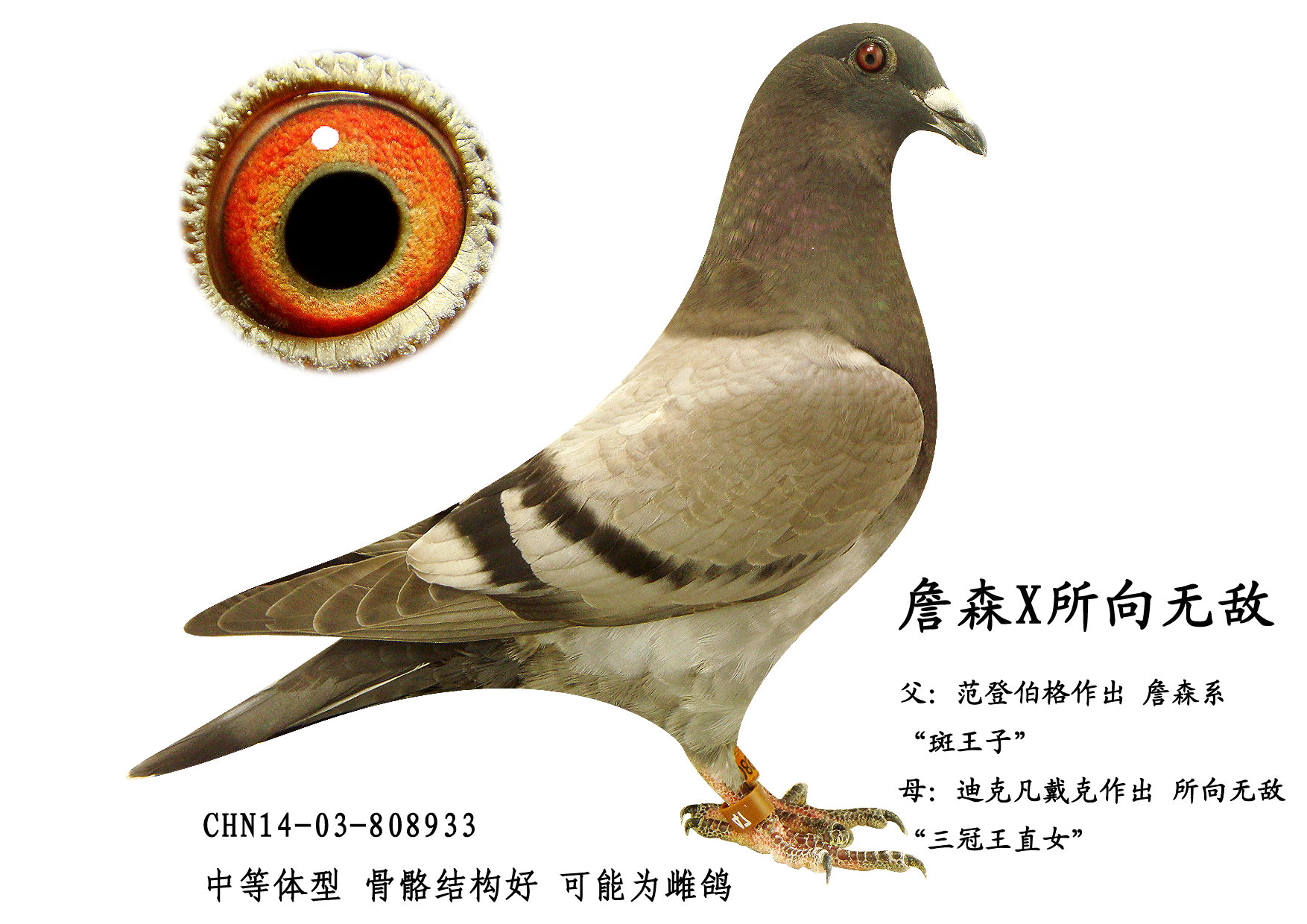 信鸽在线拍卖平台 - 中国信鸽信息网