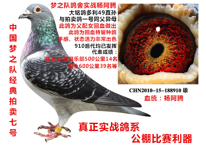 商品 首 页  铭 鸽  新鸽上架  推荐铭鸽  定价鸽  信鸽拍卖 黄金配对