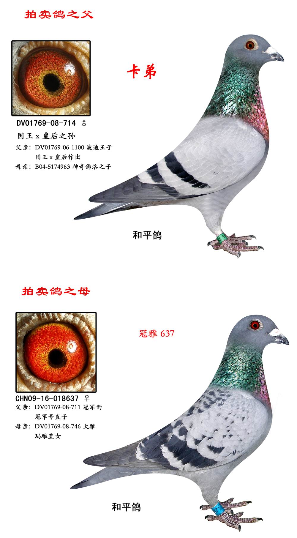 德拉帕皇室配对高代鸽 保证金级 拍卖