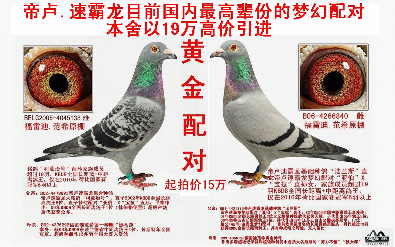 信鸽在线拍卖平台 - 中国信鸽信息网