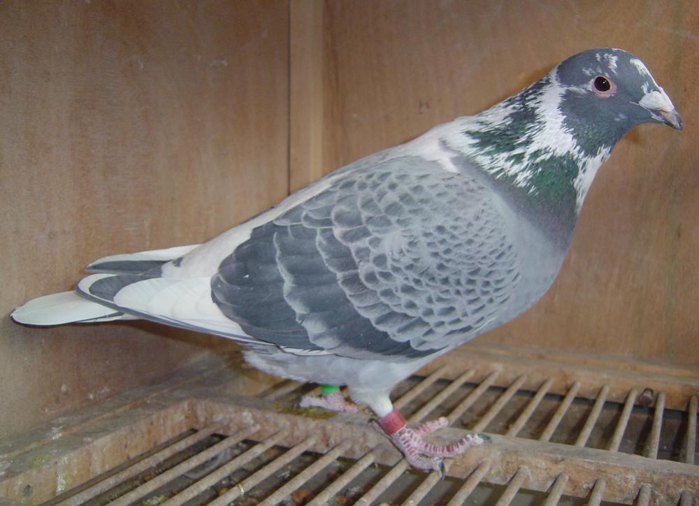 >> 查看拍卖商品