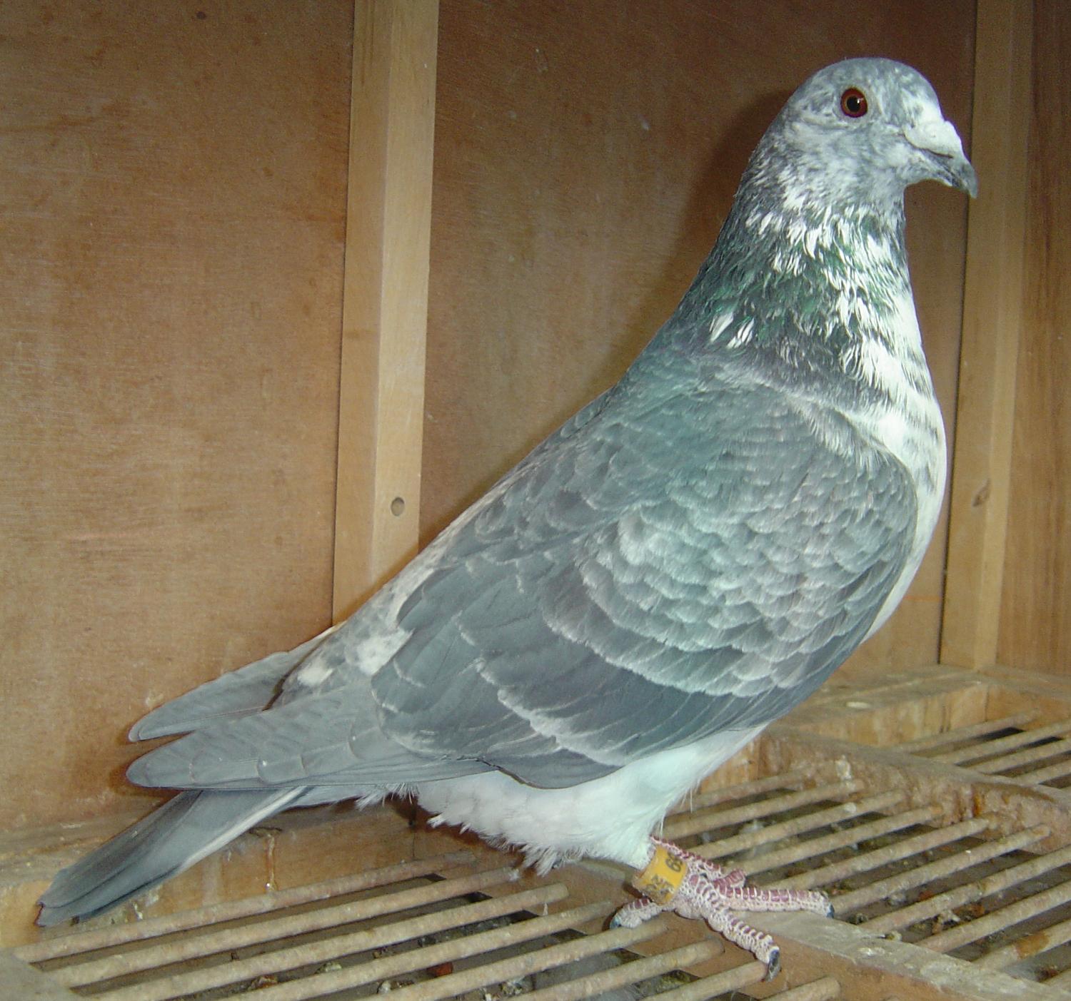 >> 查看拍卖商品