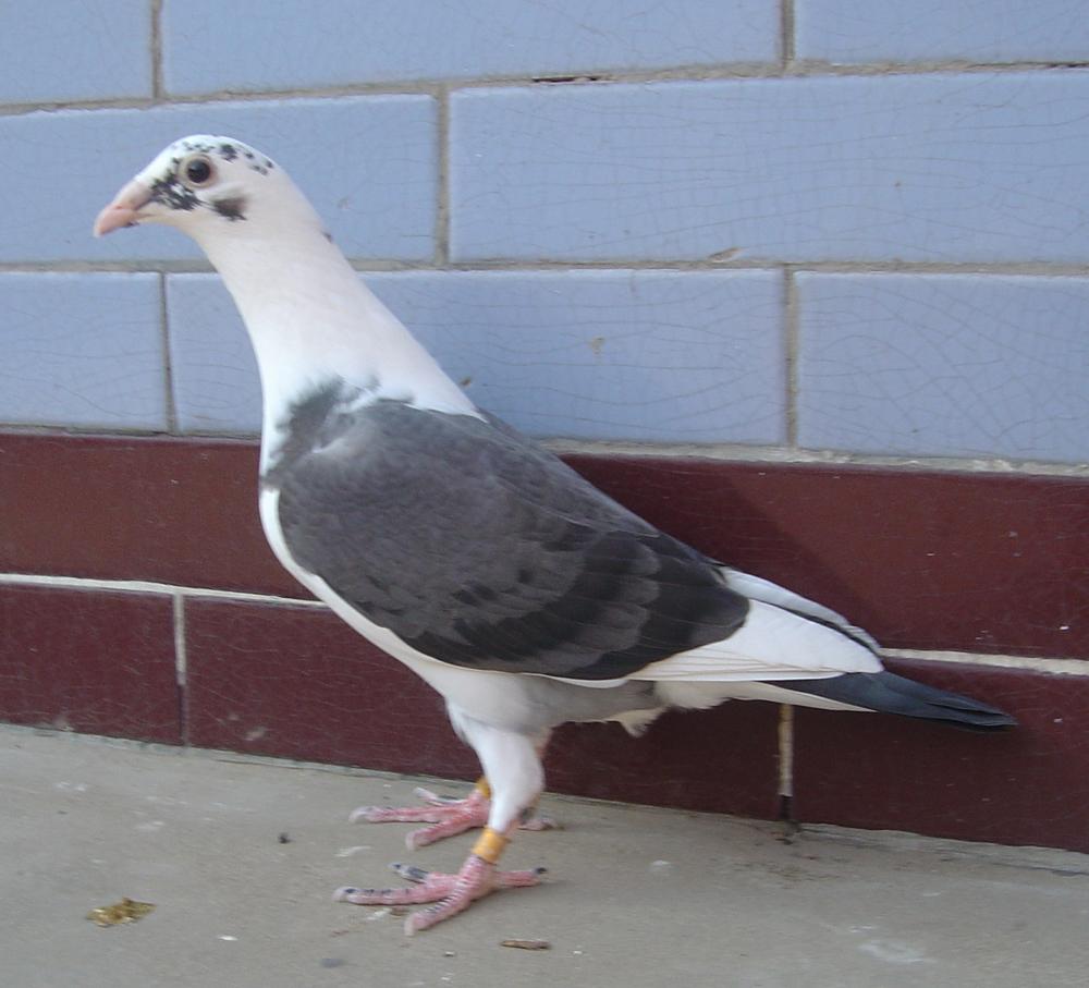 >> 查看拍卖商品