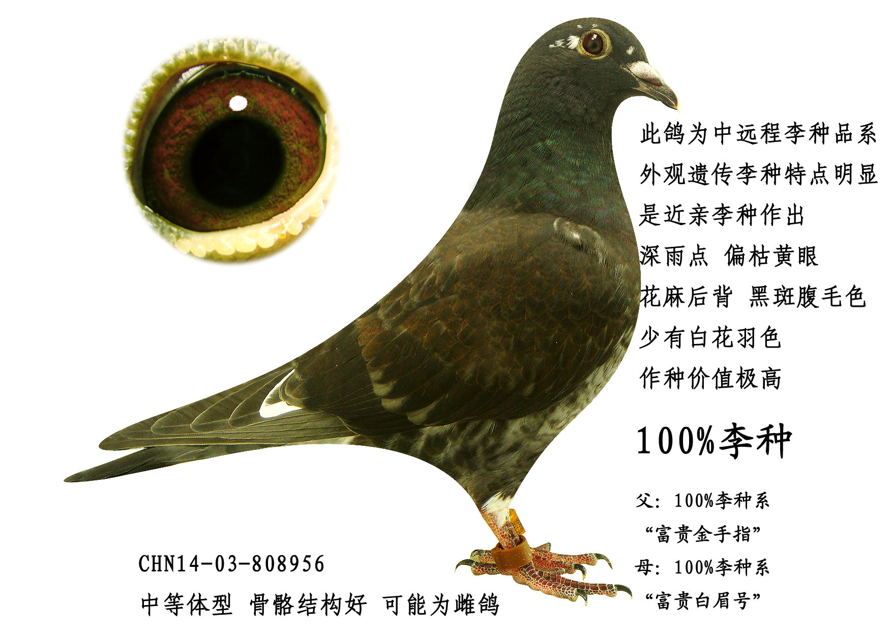 信鸽在线拍卖平台 - 中国信鸽信息网