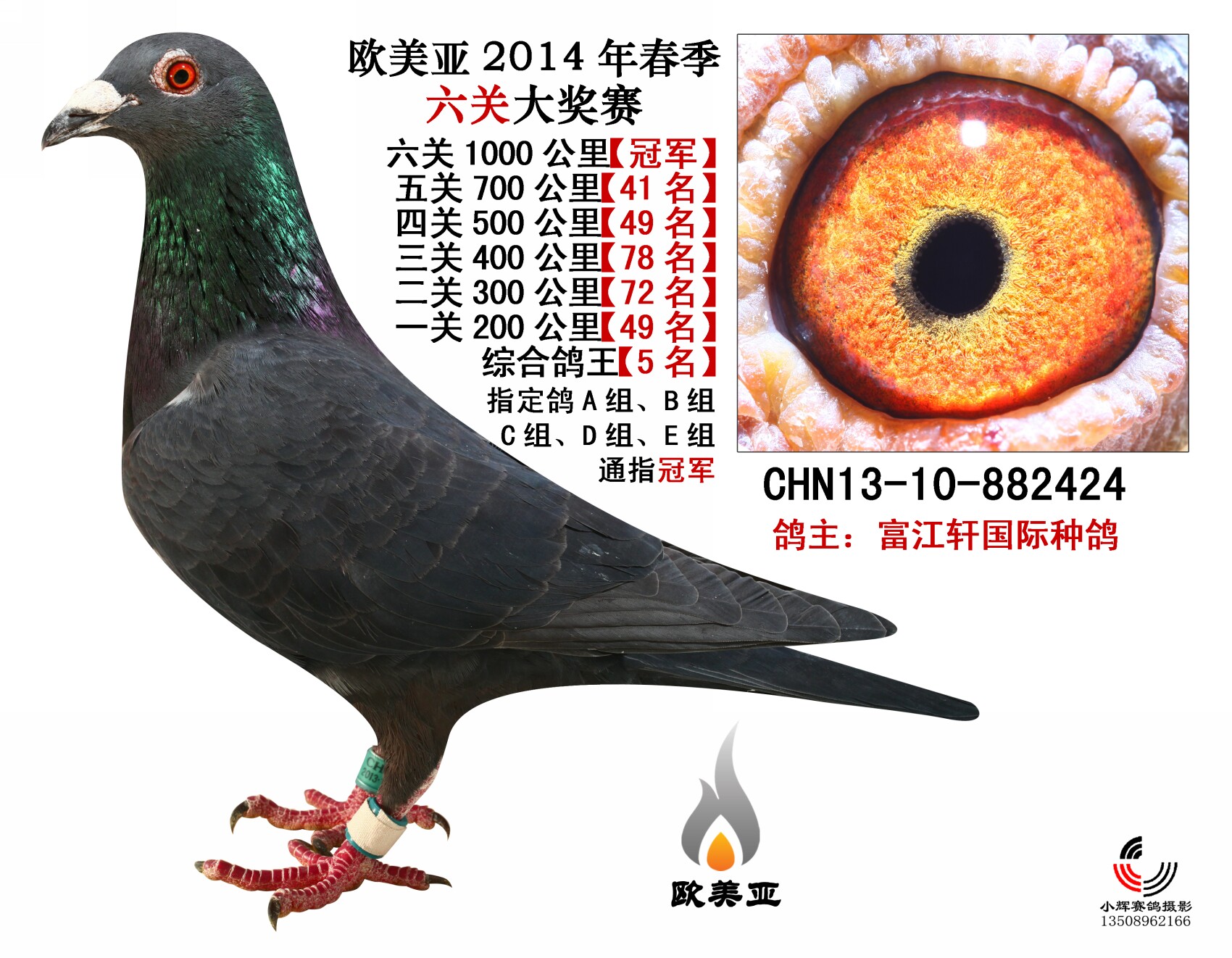 信鸽在线拍卖平台 - 中国信鸽信息网