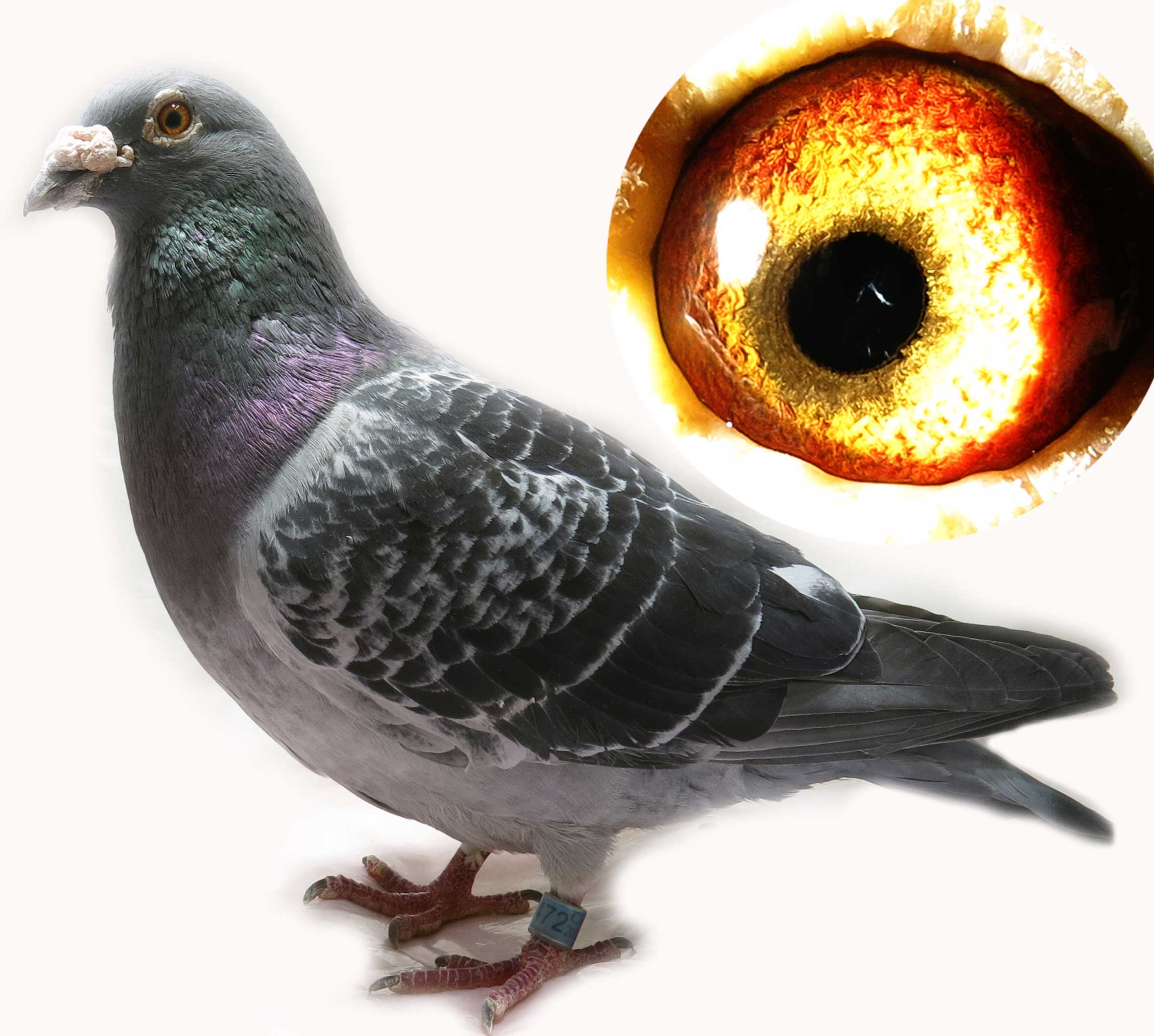 信鸽在线拍卖平台 - 中国信鸽信息网