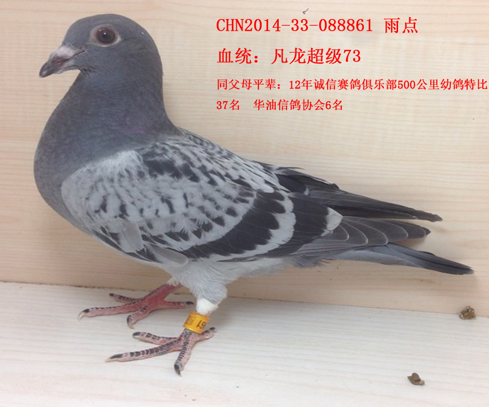 信鸽在线拍卖平台 - 中国信鸽信息网