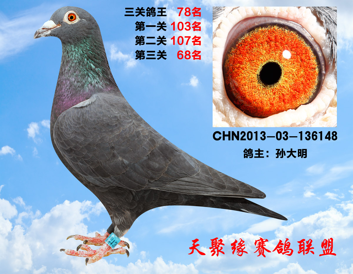 信鸽在线拍卖平台 - 中国信鸽信息网