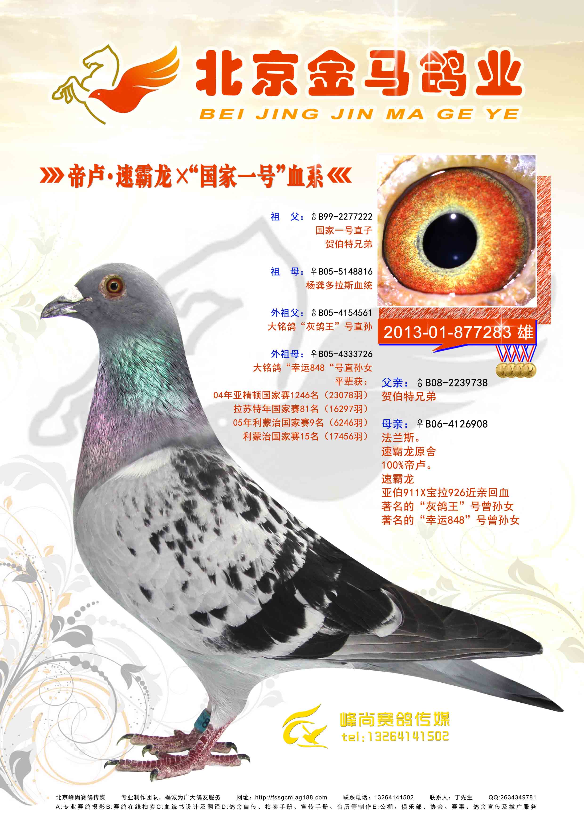 峰尚赛鸽传媒 - 中信网铭鸽展厅 www.ag188.com