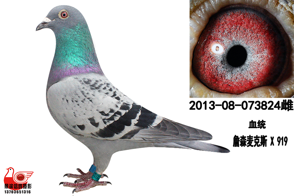 詹森麦克斯*919 保证金级 拍卖