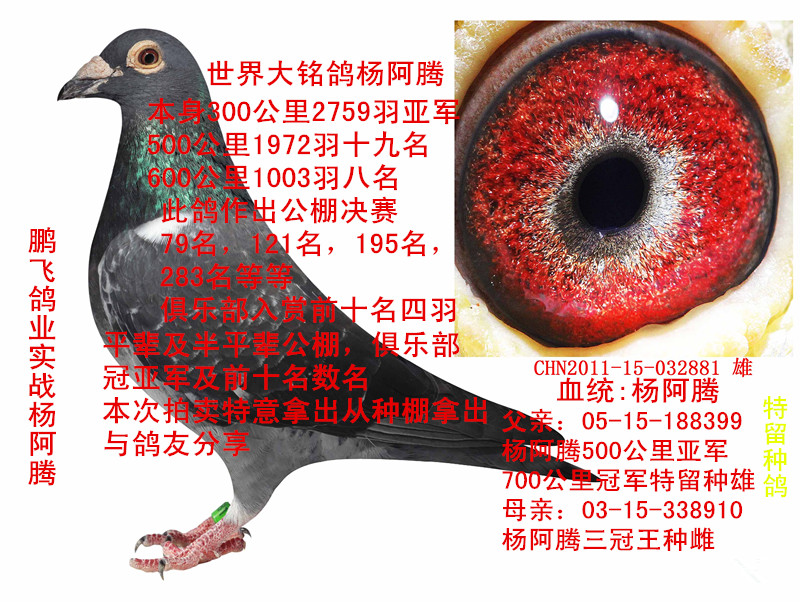 杨阿腾 保证金级 拍卖