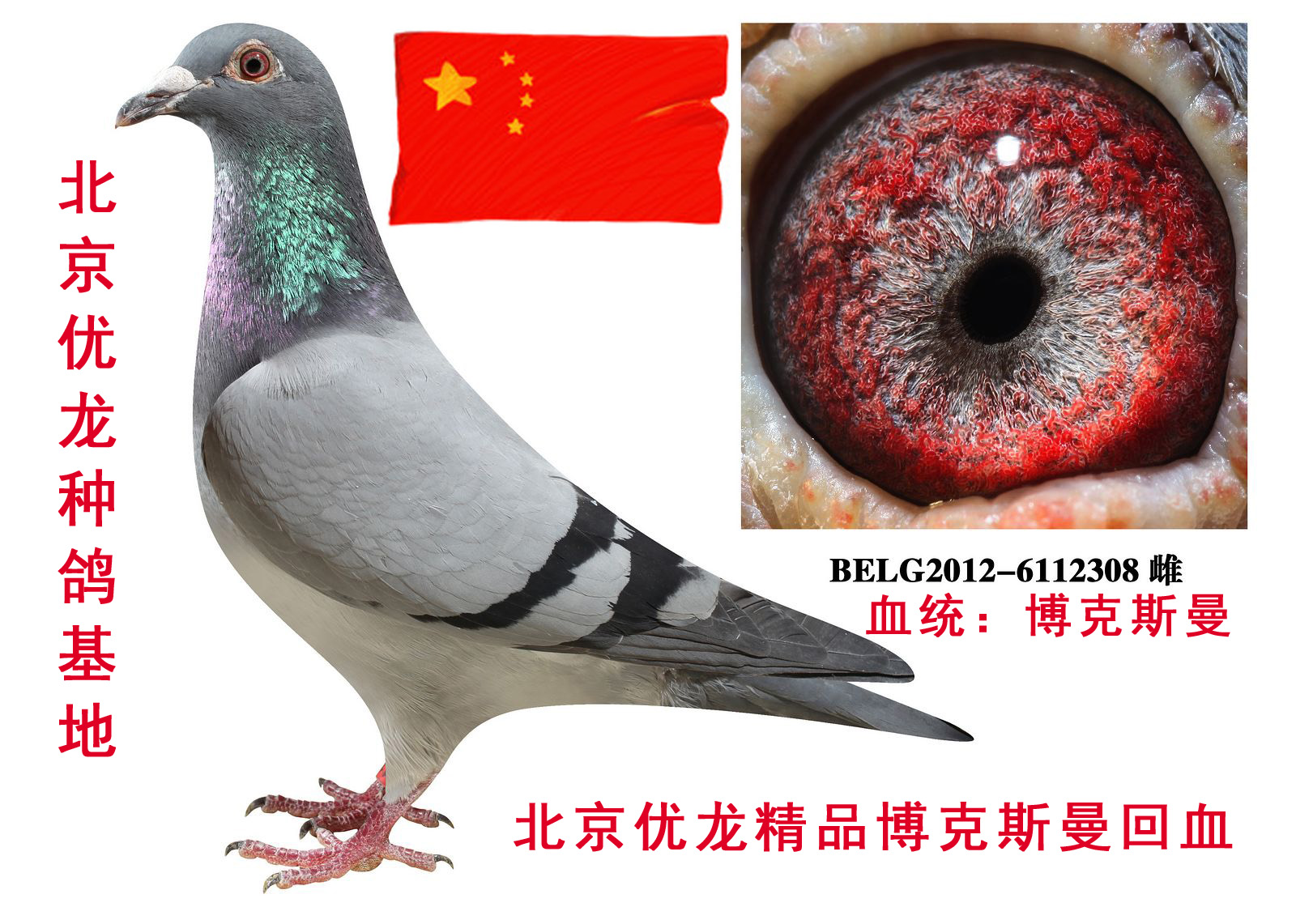 >> 查看拍卖商品
