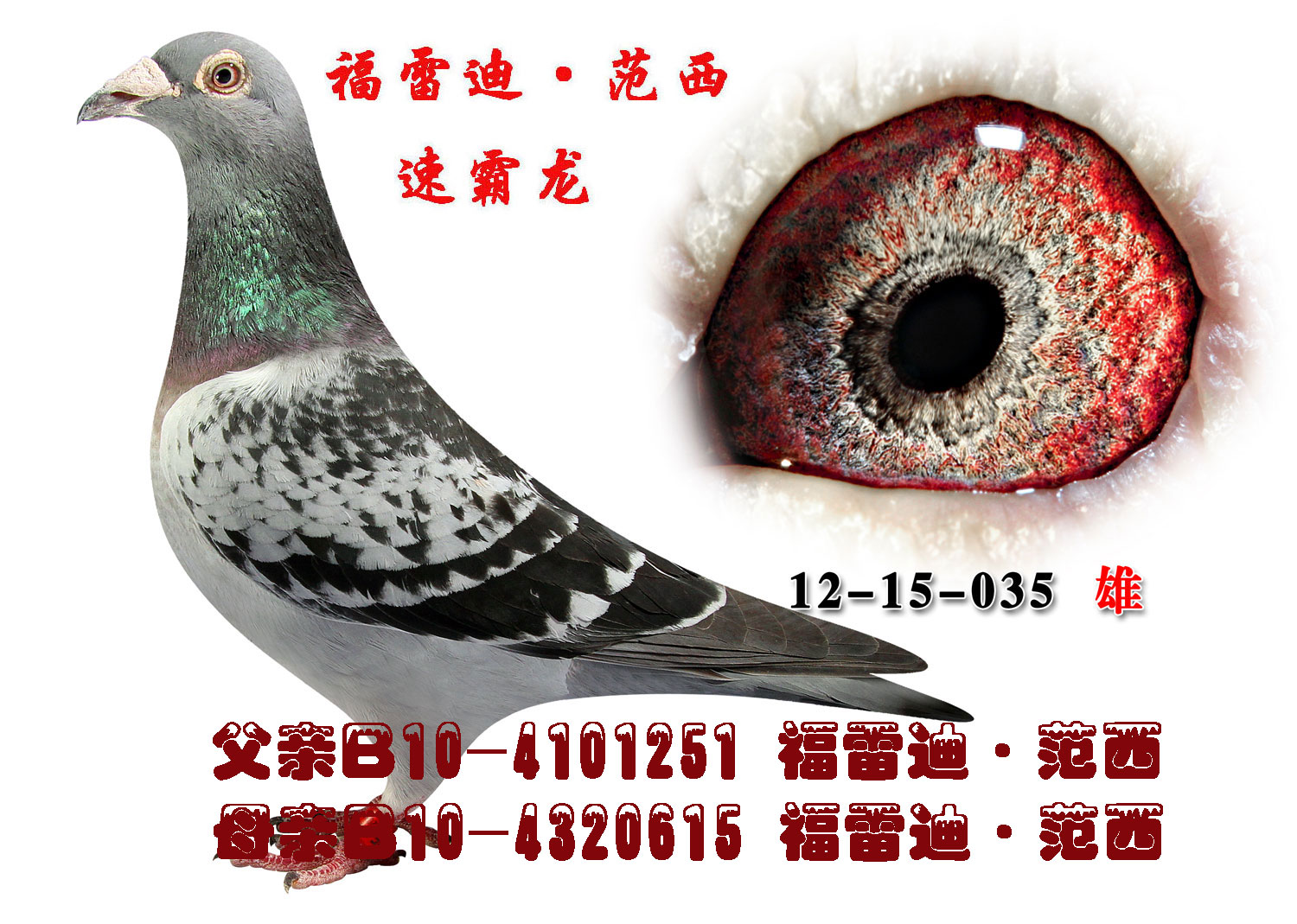 信鸽在线拍卖平台 - 中国信鸽信息网