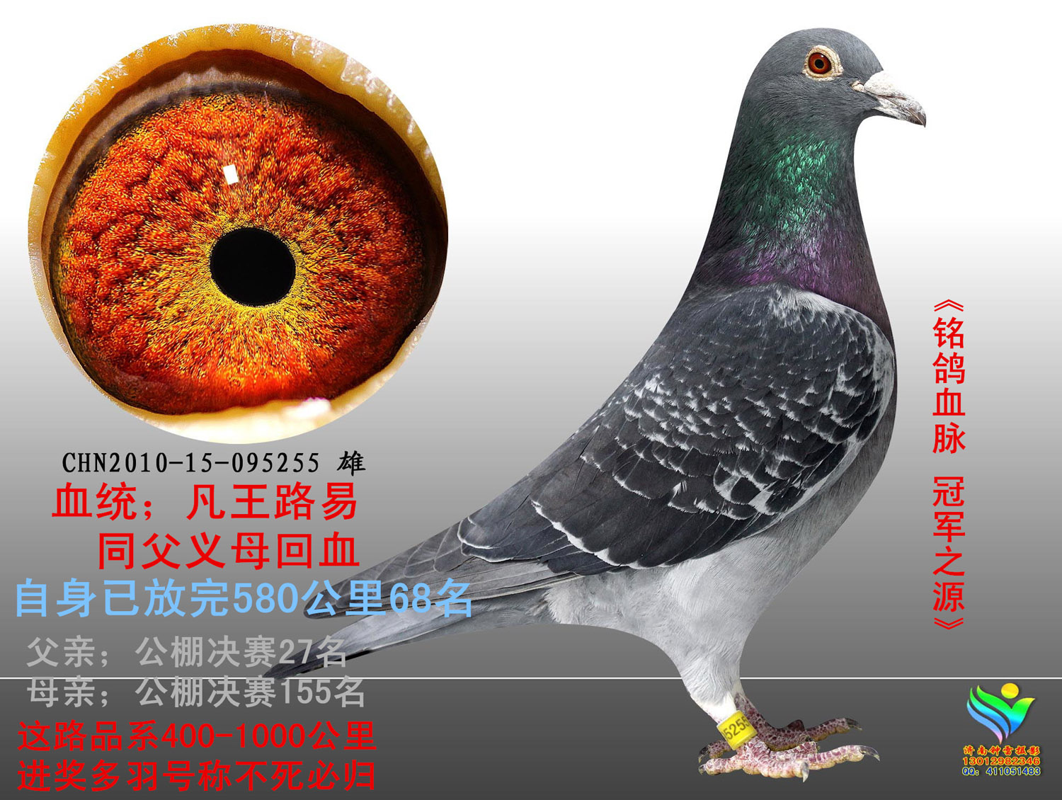 信鸽在线拍卖平台 - 中国信鸽信息网