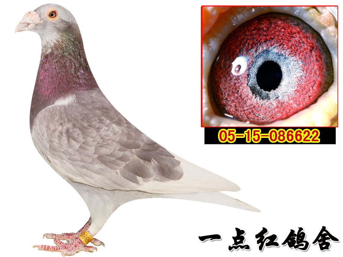 >> 查看拍卖商品