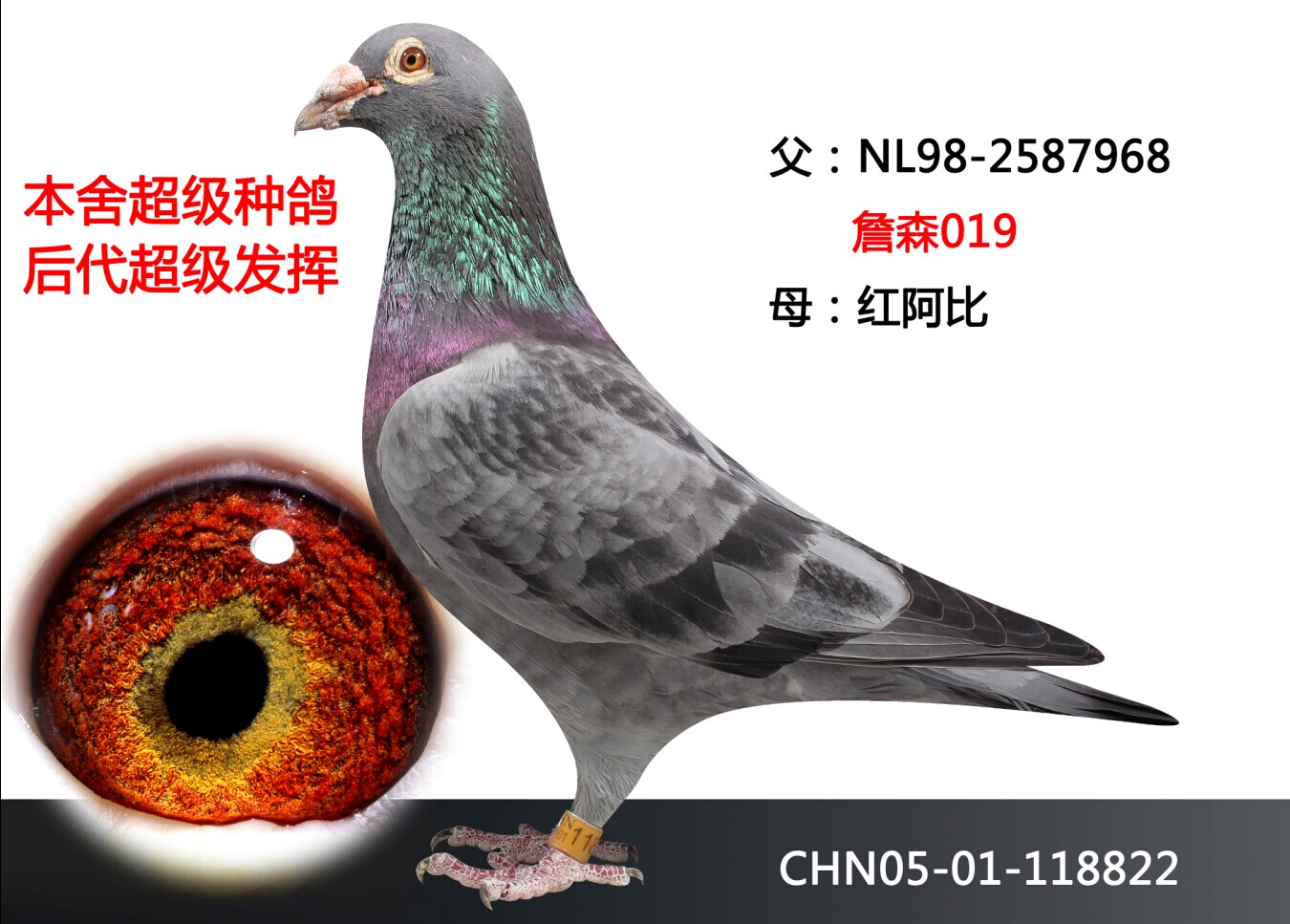 信鴿在線拍賣平臺 - 中國信鴿信息網