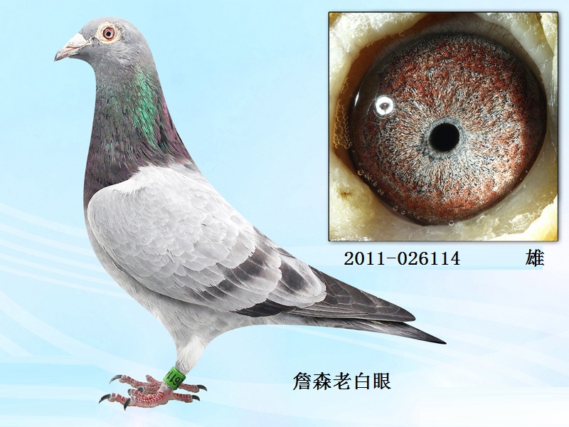 4号,詹森老白眼 保证金级 拍卖