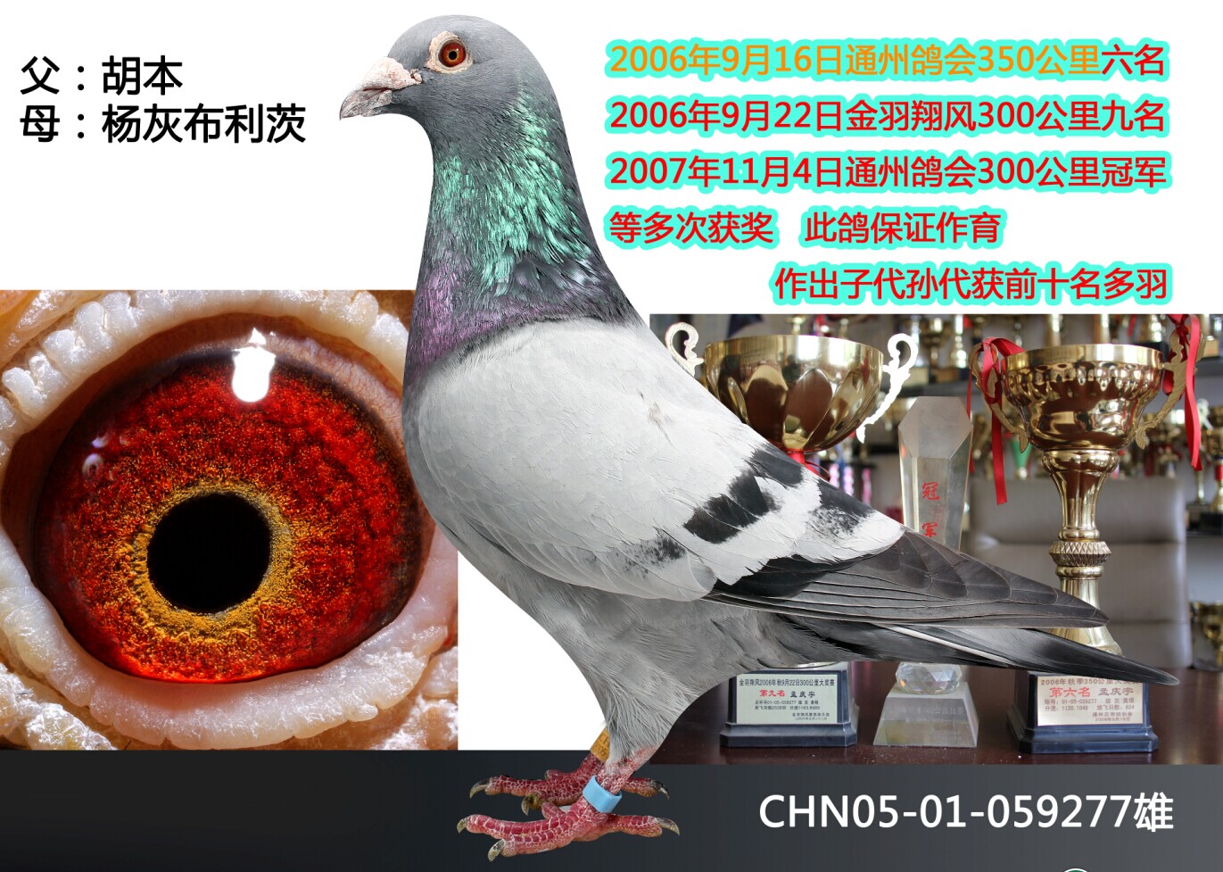 北京长江鸽业种鸽图片图片