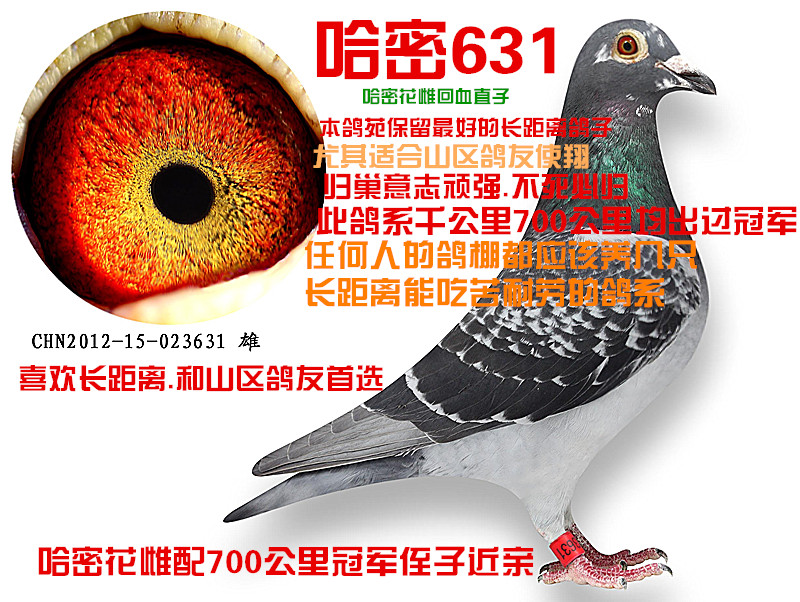 信鸽在线拍卖平台 - 中国信鸽信息网