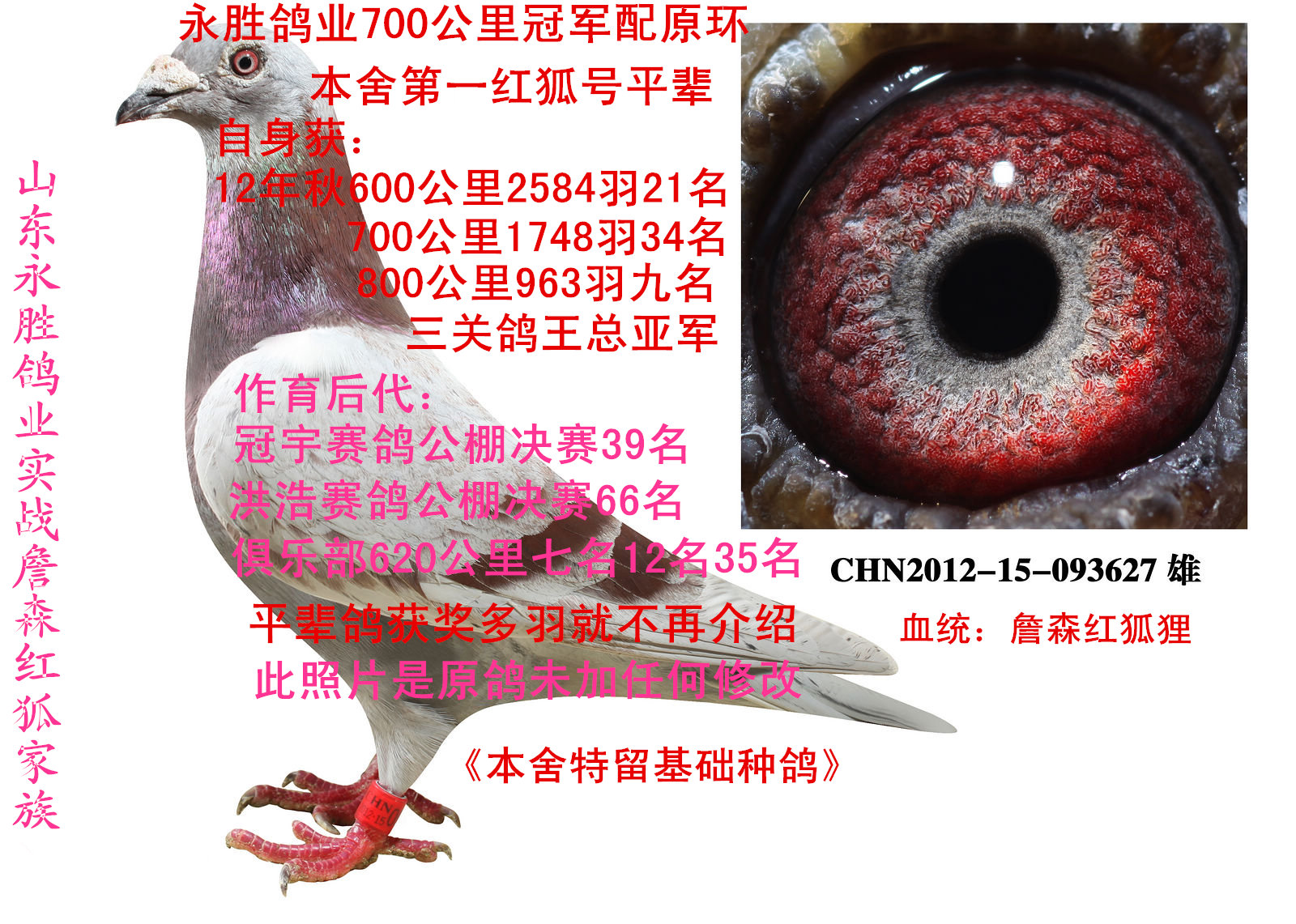 永胜鸽业实战红狐号家族 保证金级 拍卖