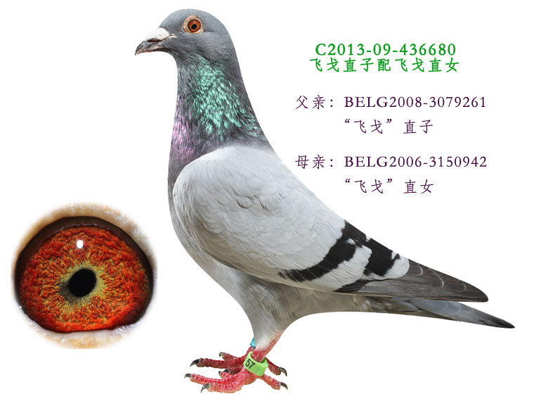 信鸽在线拍卖平台 - 中国信鸽信息网