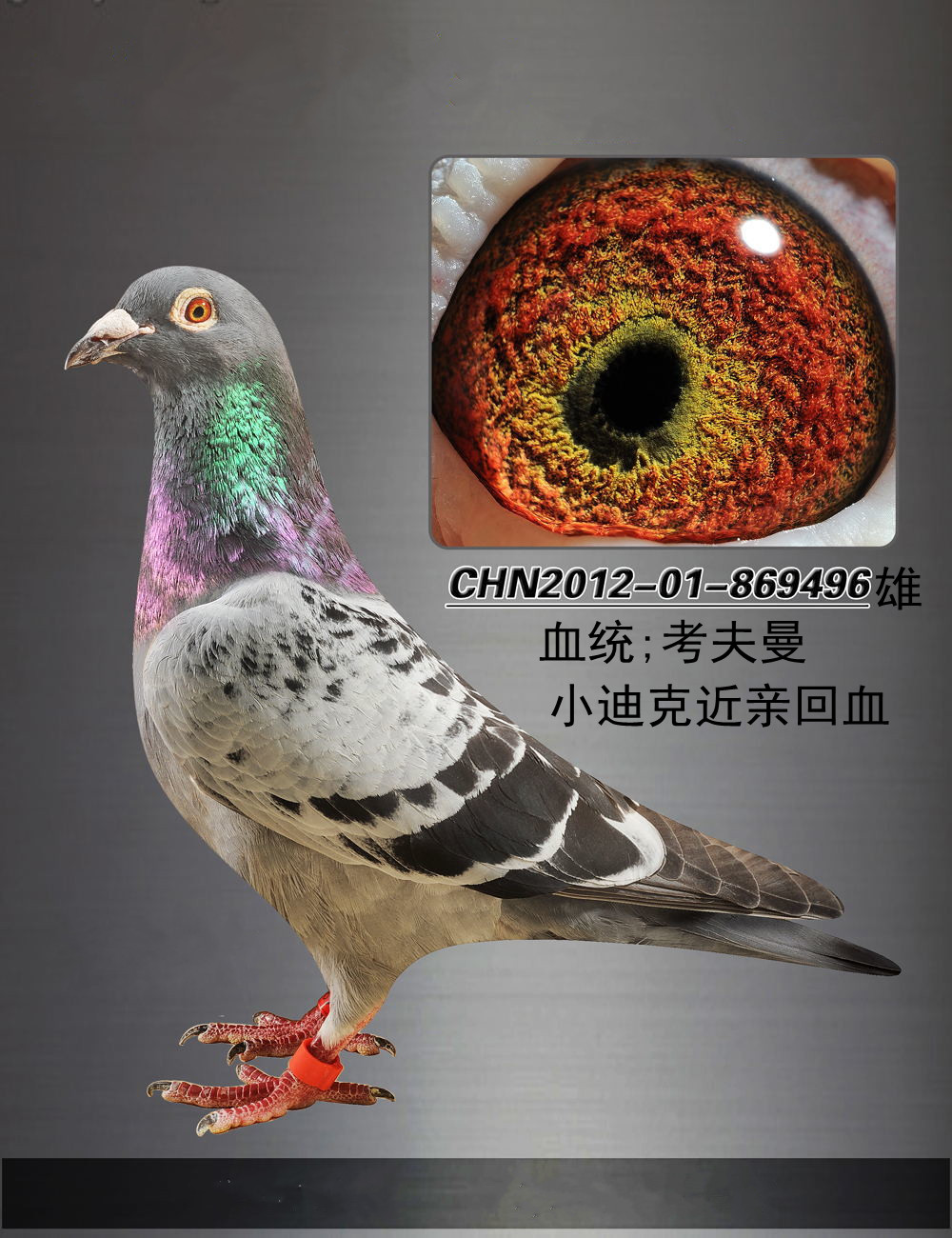 首 页  铭 鸽  新鸽上架  推荐铭鸽  定价鸽  信鸽拍卖 黄金配对