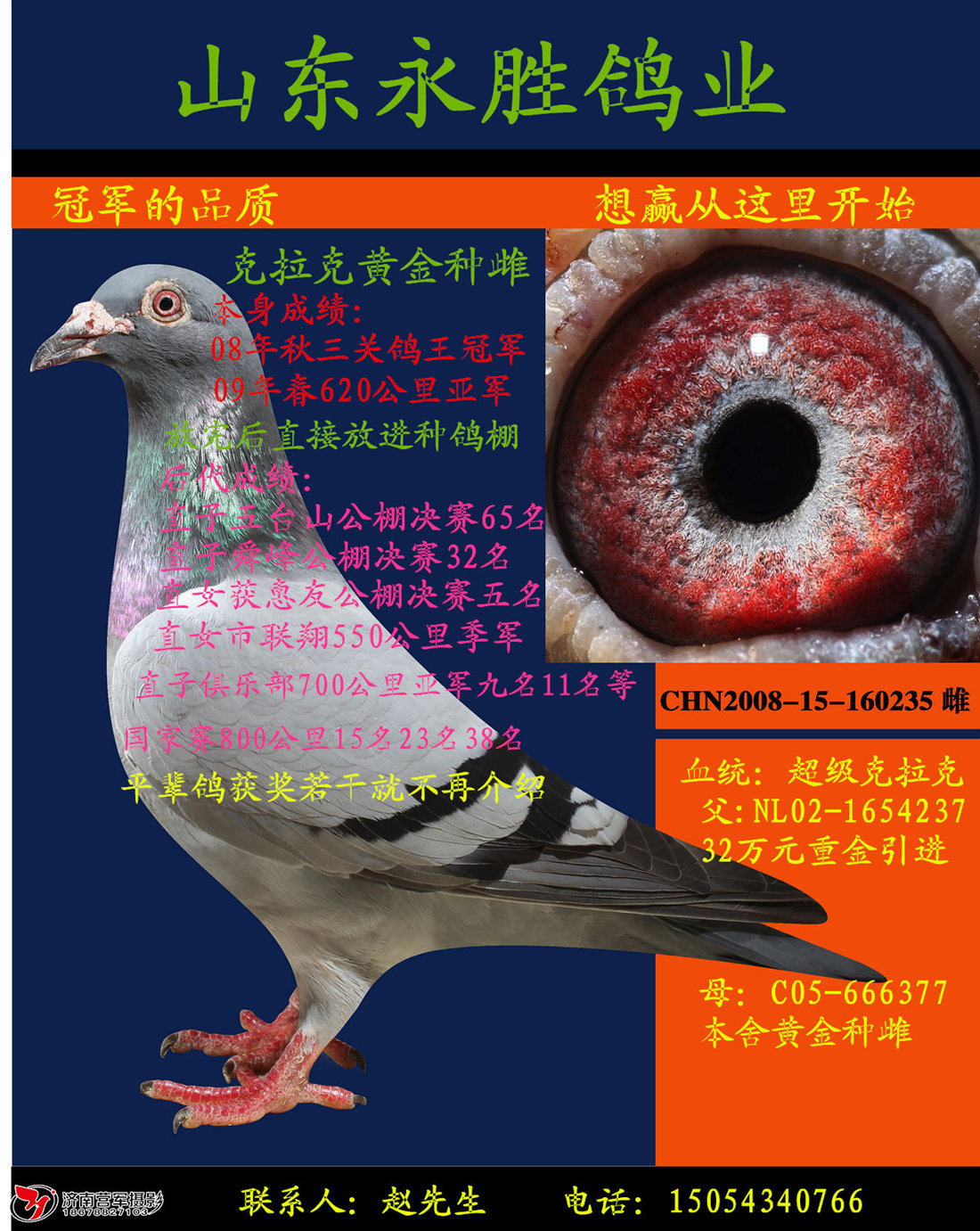 永胜鸽业实战克拉克家族 保证金级 拍卖