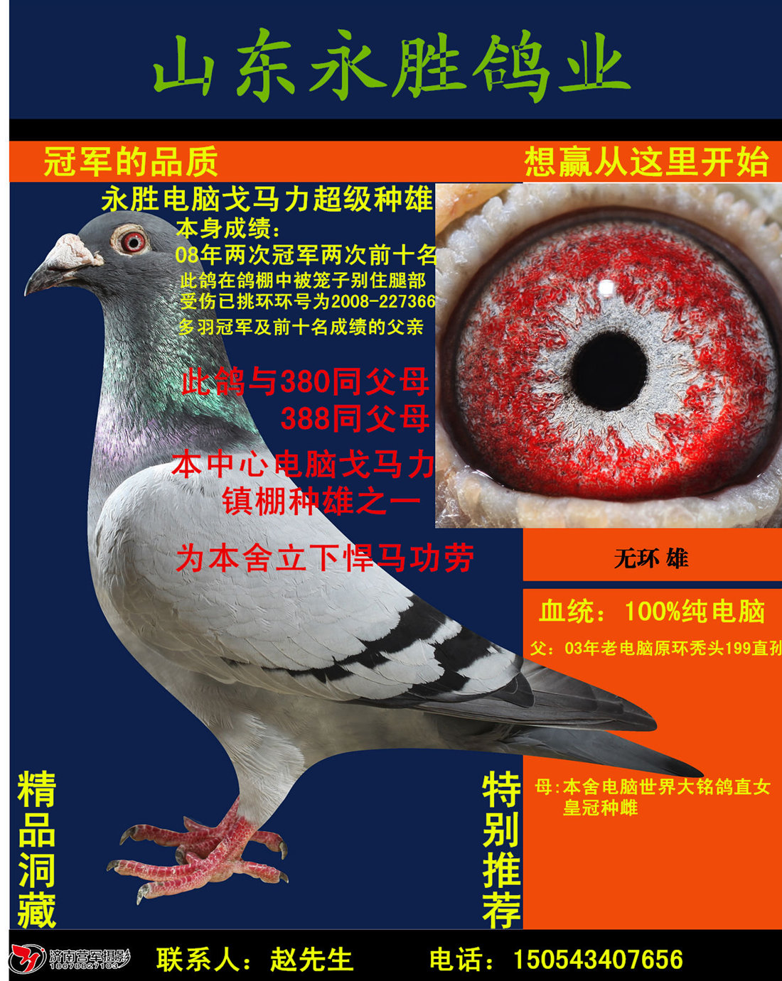 永胜鸽业无环电脑超级种雄 保证金级 拍卖