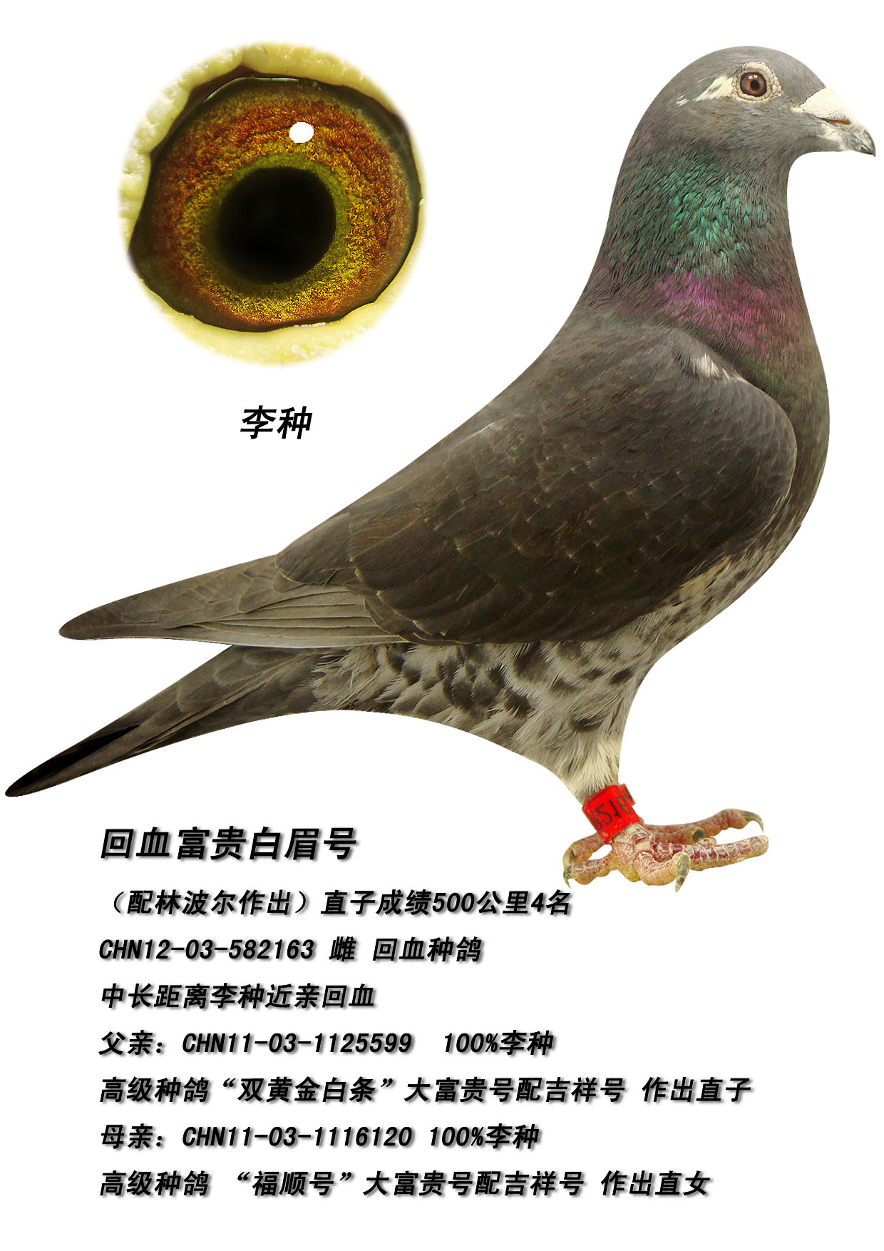 信鸽在线拍卖平台 - 中国信鸽信息网
