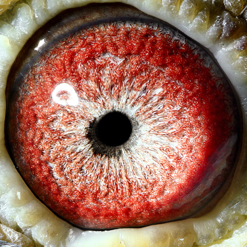 9,乔思·托内 飞奴精品回血种鸽 保证金级 拍卖