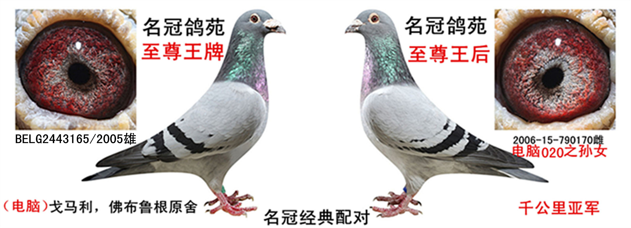 信鸽在线拍卖平台 - 中国信鸽信息网