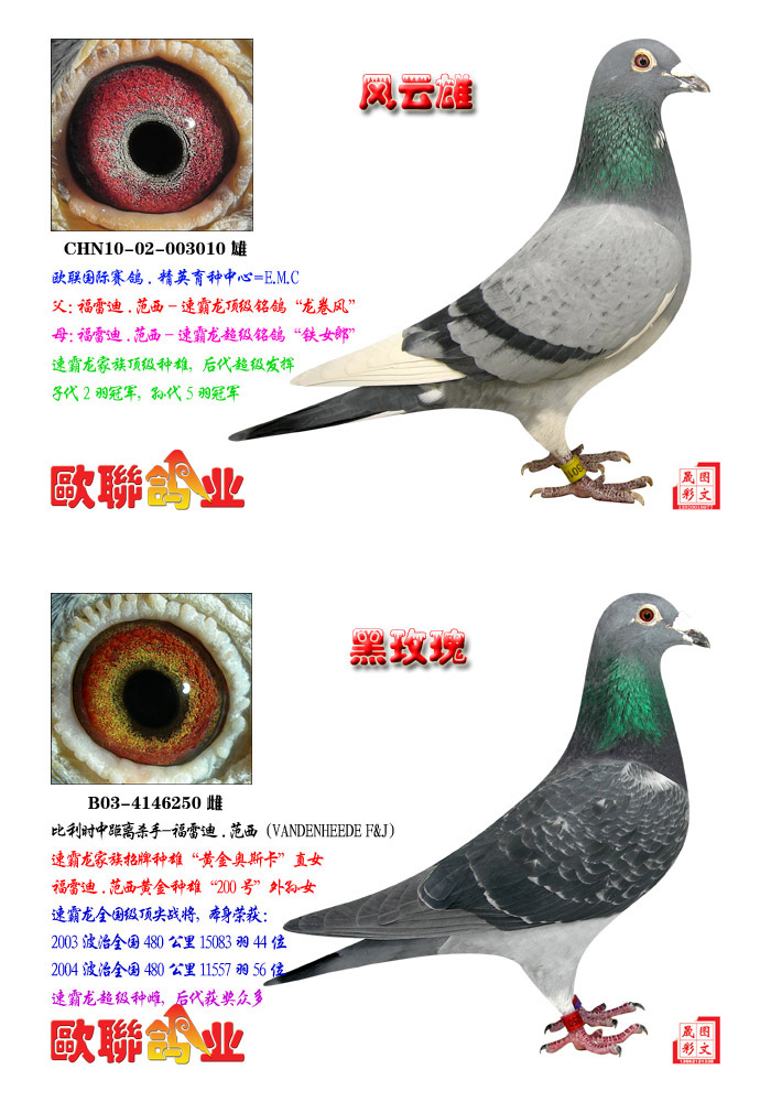 精英育种中心-6 保证金级 拍卖