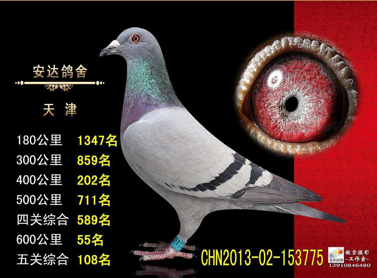 赠送公棚成绩鸽