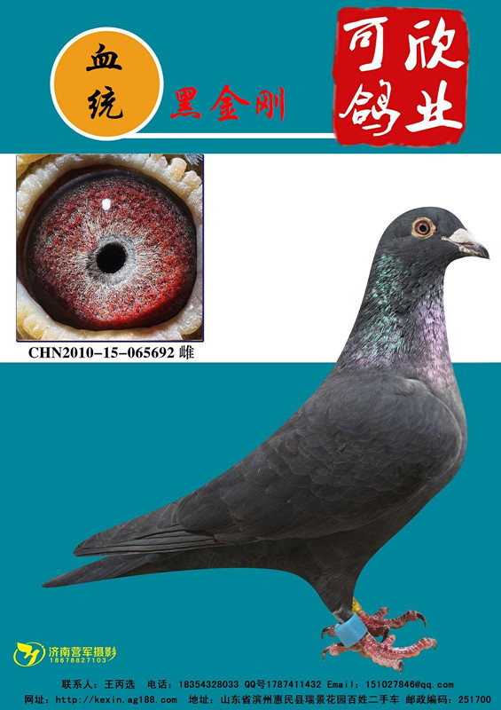 信鸽拍卖首页 拍卖专题 >> 查看拍卖商品 当前出价: 300          元