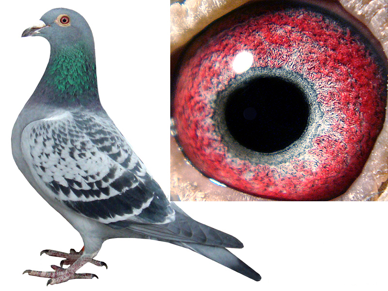 超级詹森石斑号子女55 保证金级 拍卖