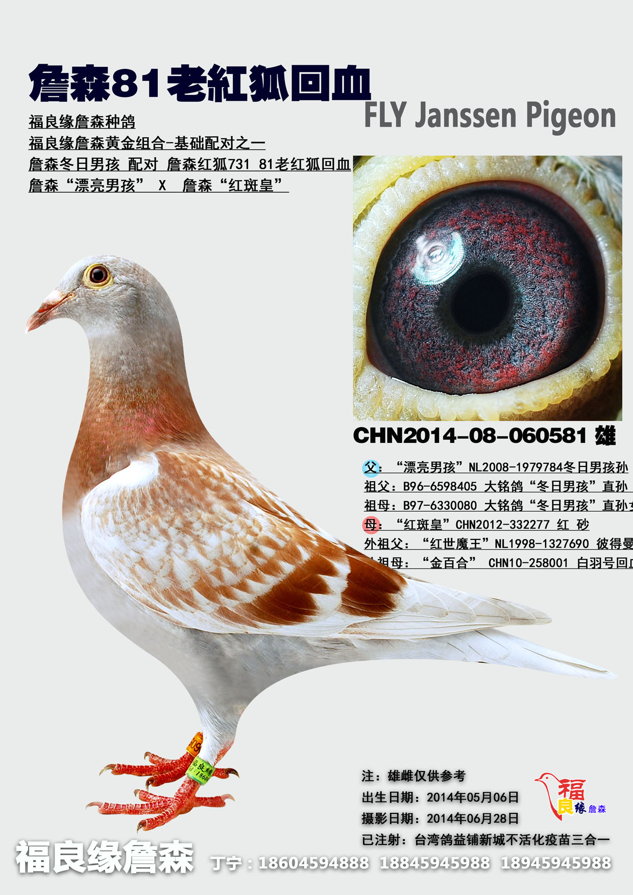 信鸽在线拍卖平台 中国信鸽信息网