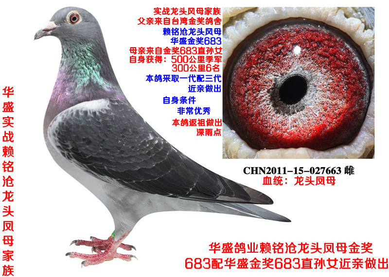 信鸽在线拍卖平台 - 中国信鸽信息网