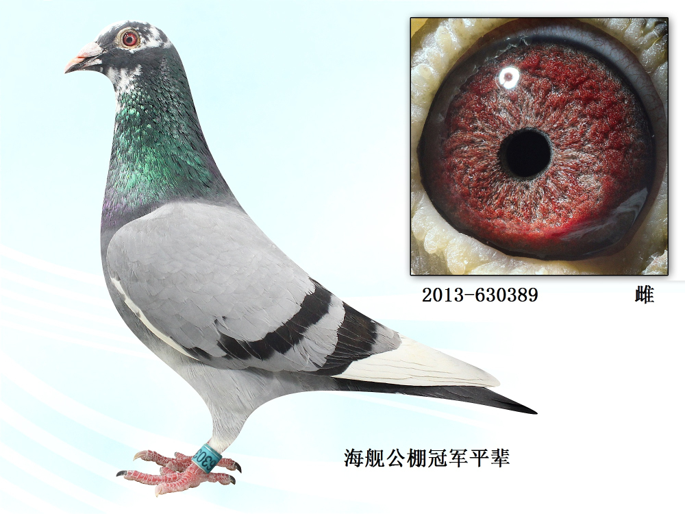 金陵八号鸽业 - 中信网铭鸽展厅 www.ag188.com