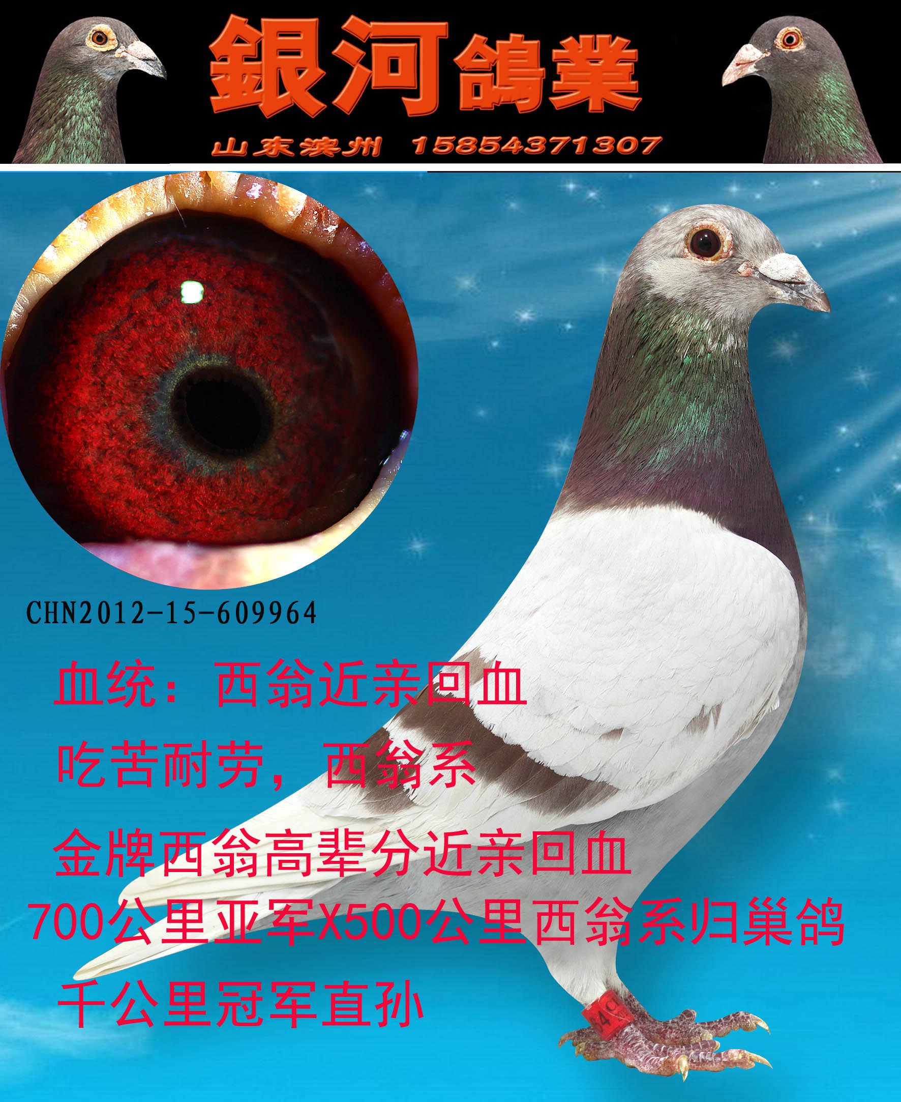 西翁近亲 保证金级 拍卖