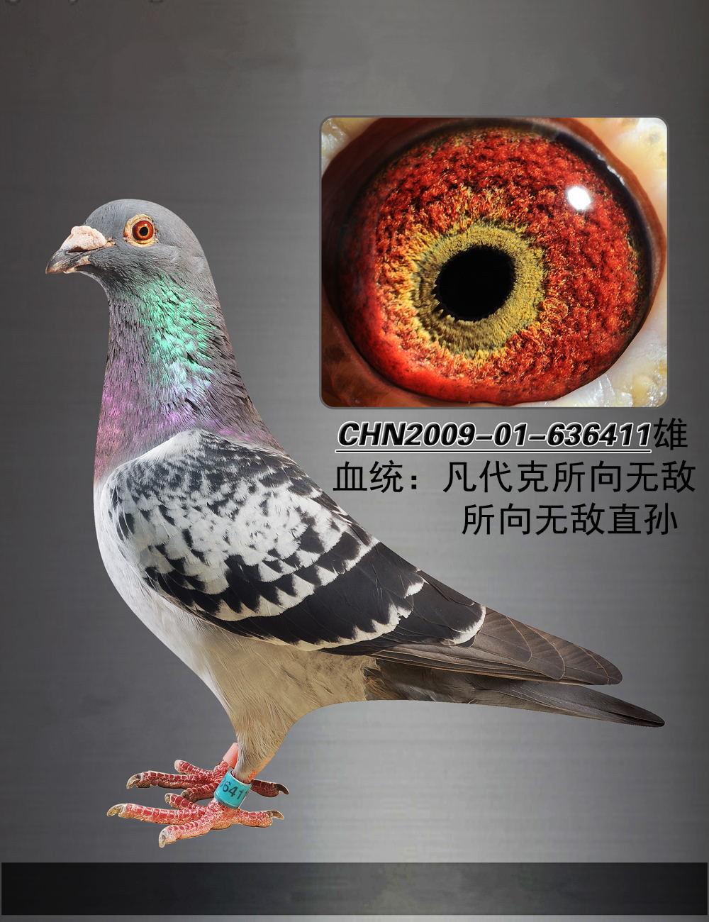 信鸽在线拍卖平台 - 中国信鸽信息网