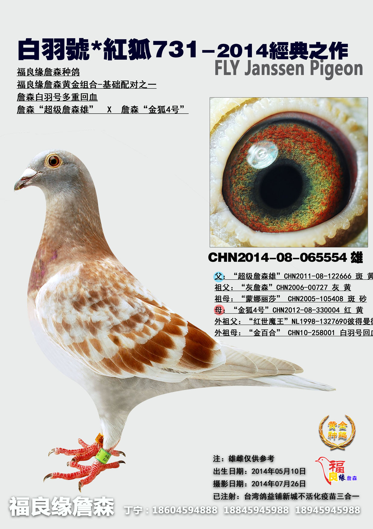 詹森红狐731 保证金级 拍卖