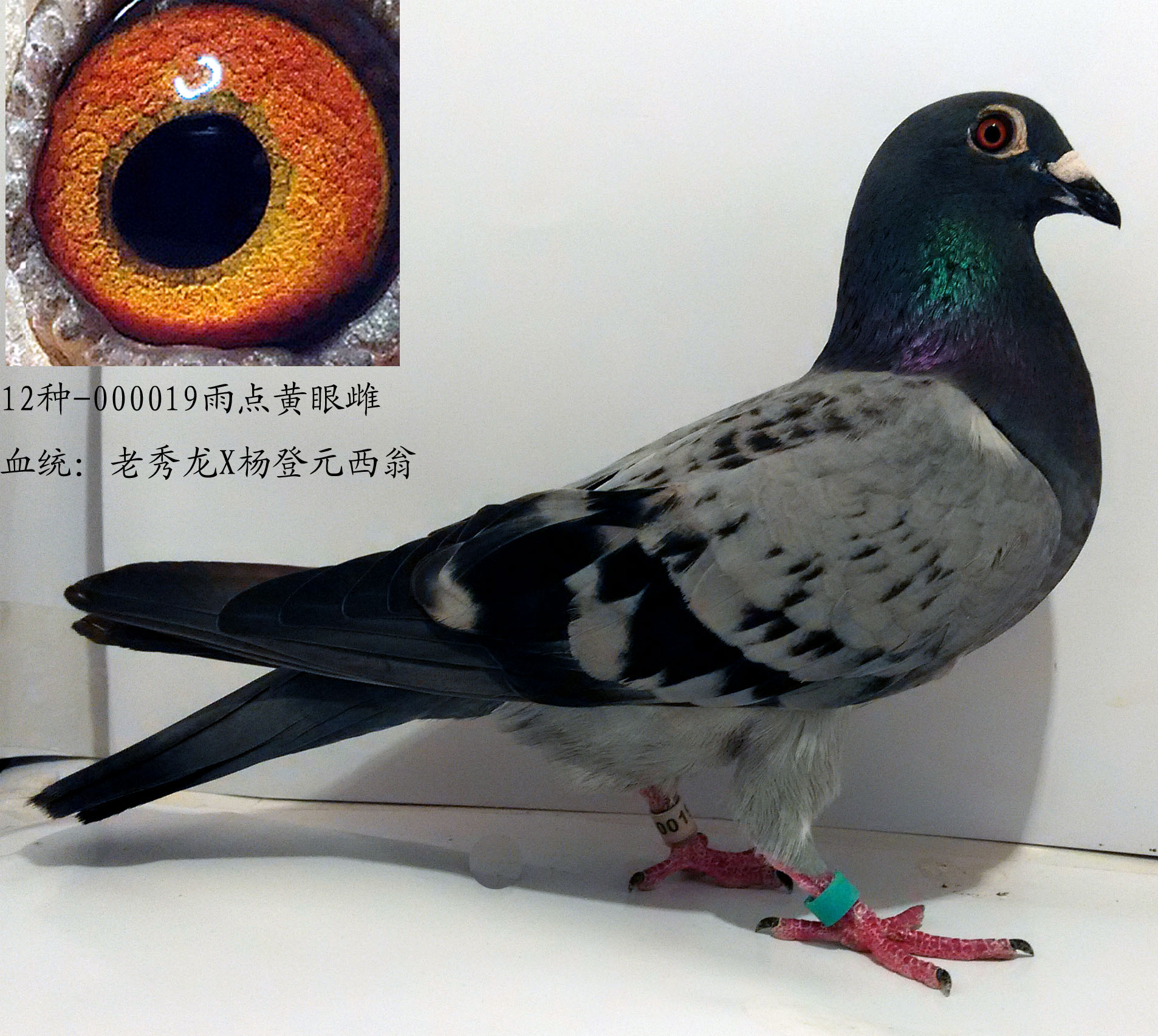 信鸽在线拍卖平台 - 中国信鸽信息网