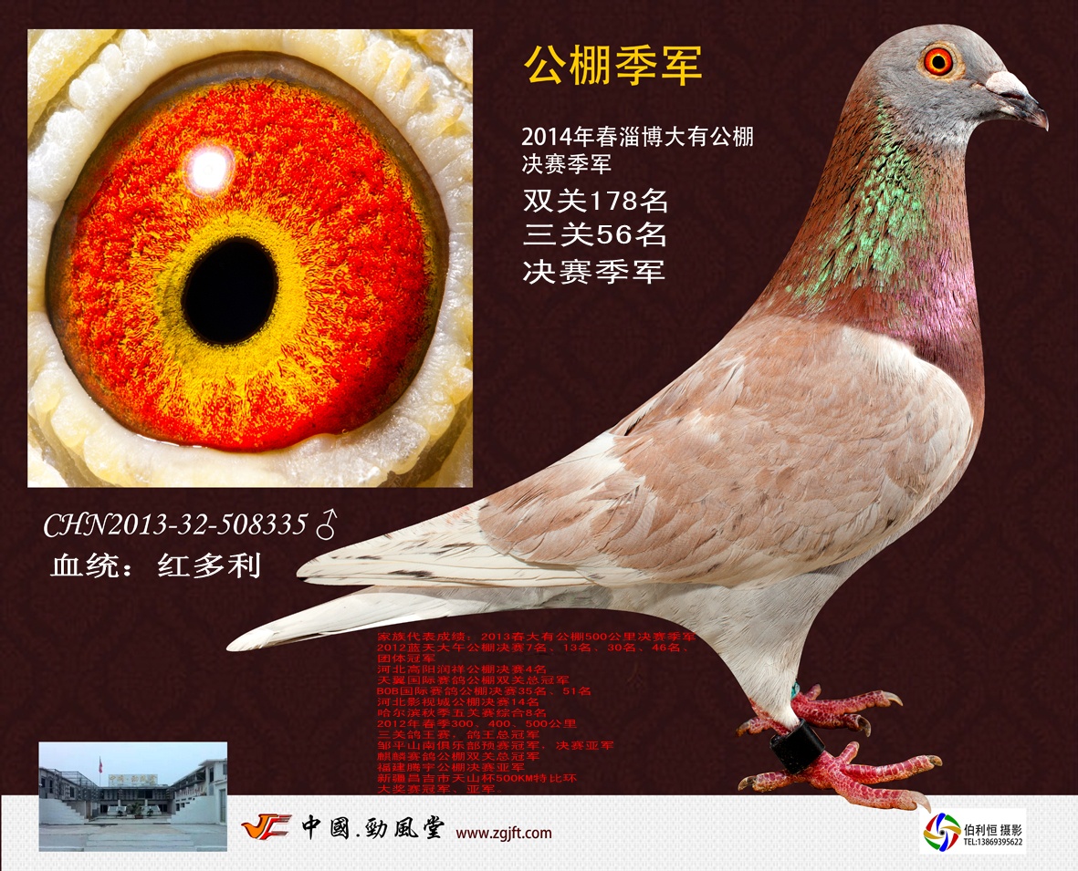 信鸽在线拍卖平台 - 中国信鸽信息网