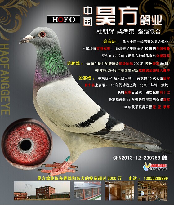 信鸽在线拍卖平台 - 中国信鸽信息网