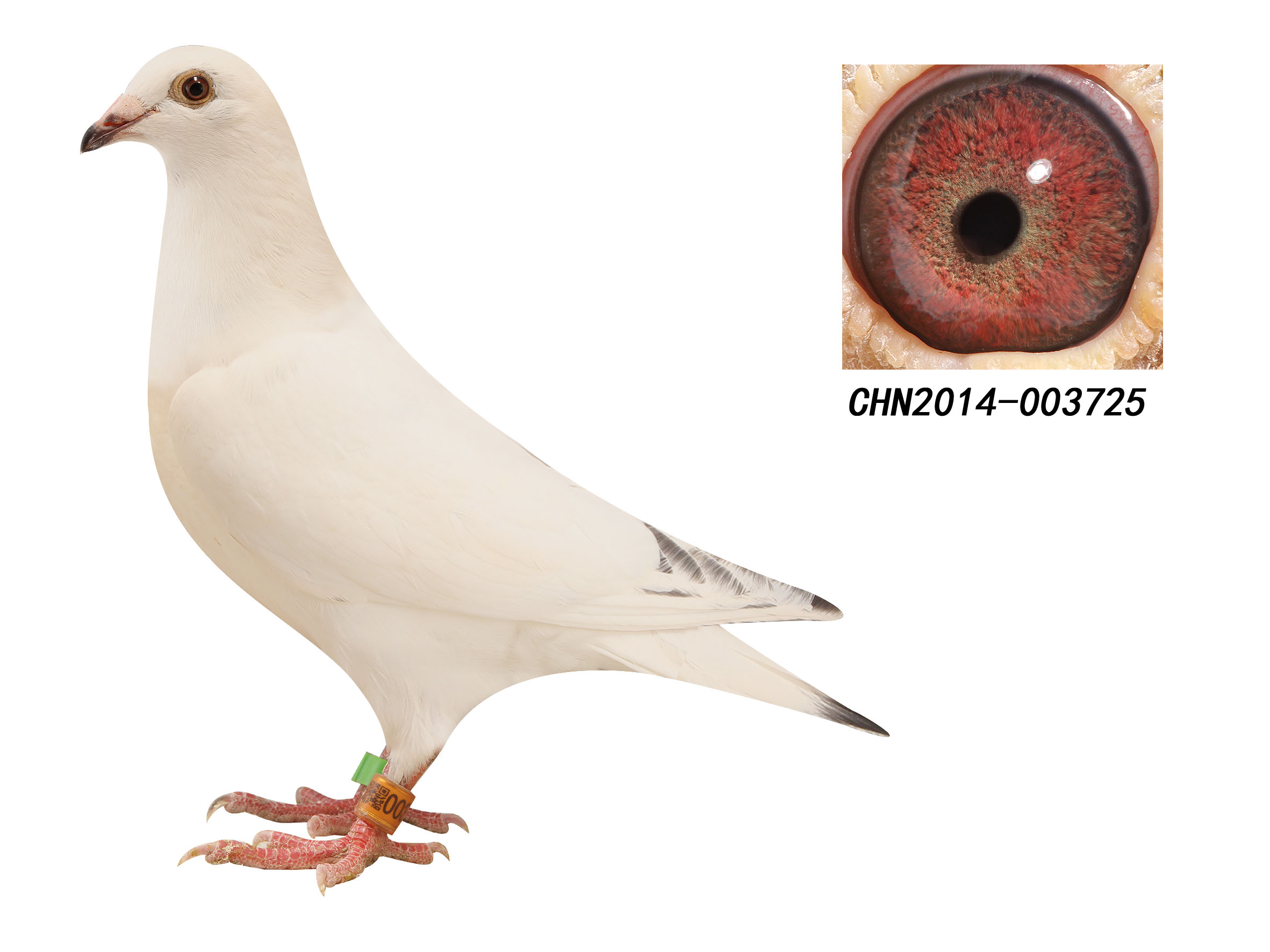 >> 查看拍卖商品