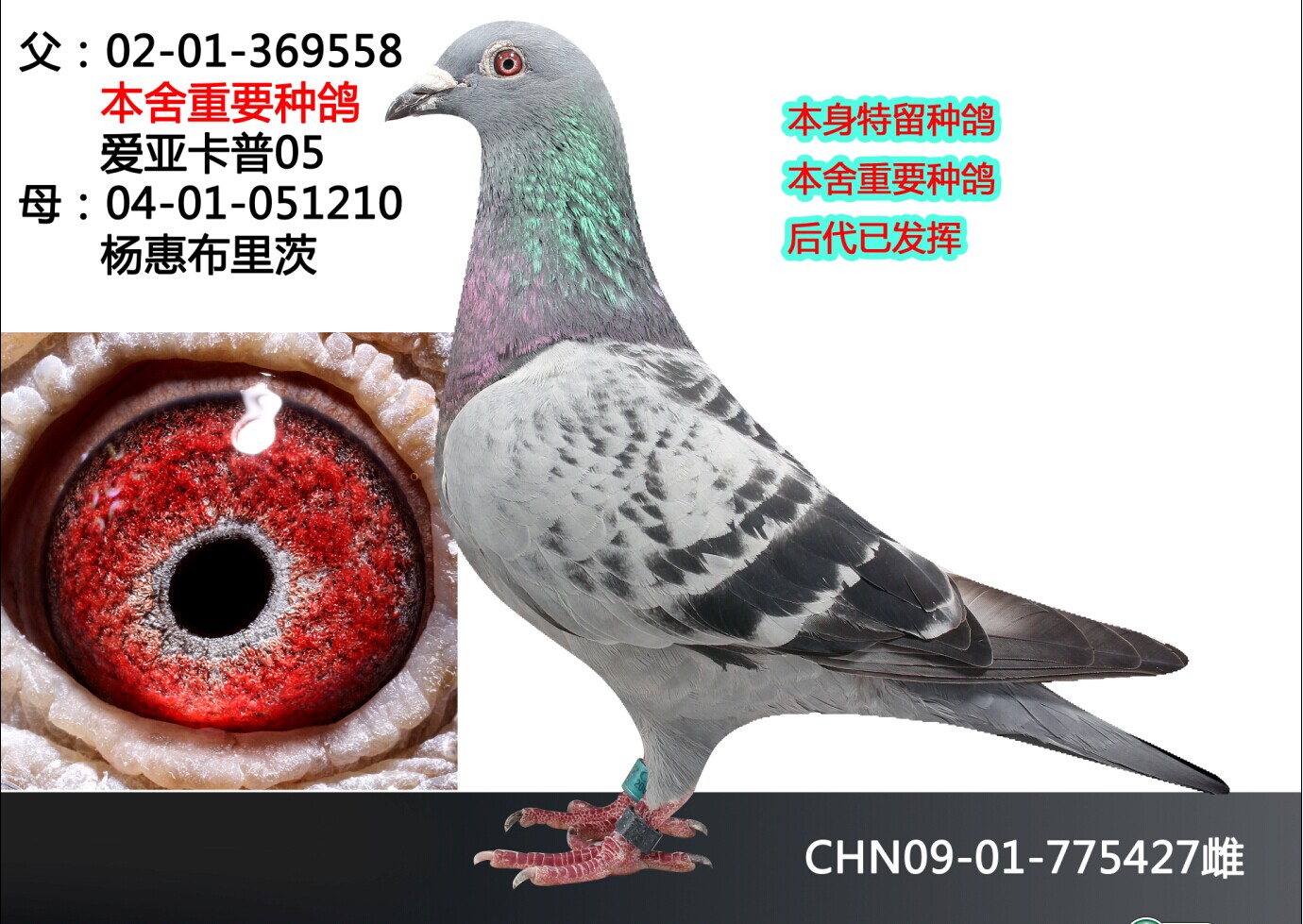 信鸽在线拍卖平台 - 中国信鸽信息网