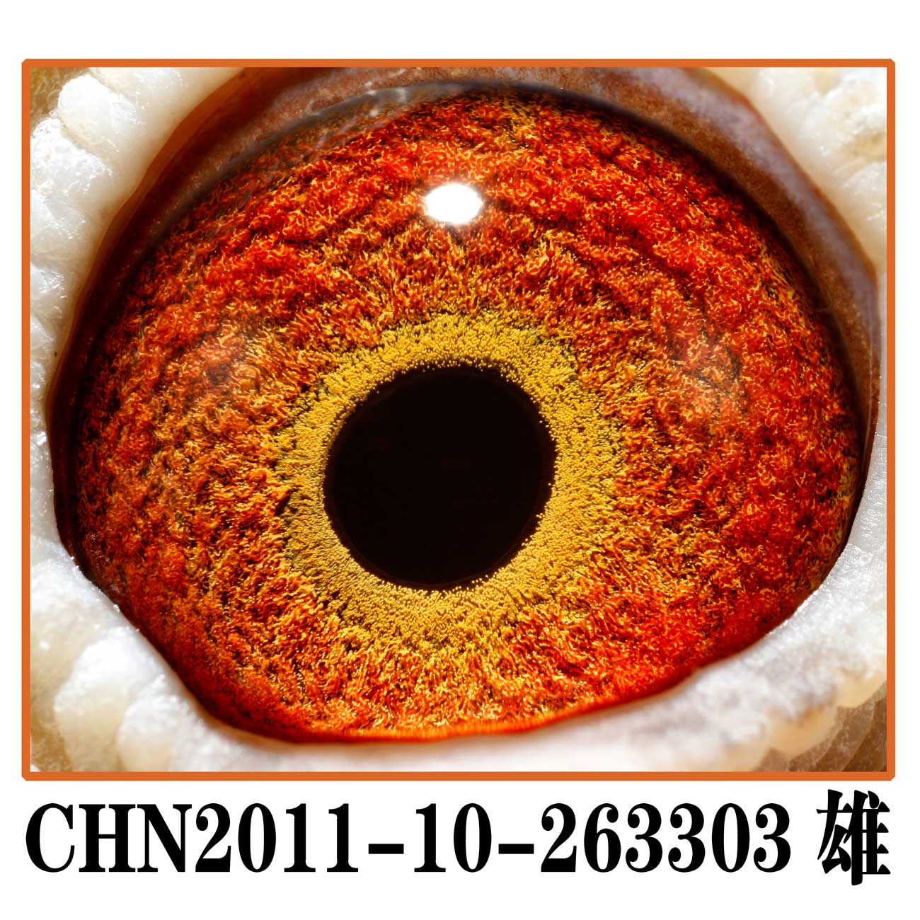 公棚四名父亲 芬妮卡5000 保证金级 拍卖